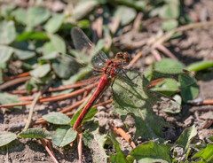Sympetrum pallipes