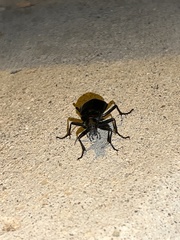Calosoma peregrinator