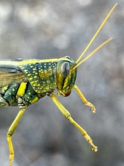 Schistocerca lineata