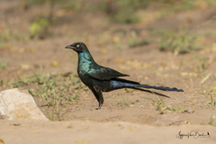 Lamprotornis caudatus