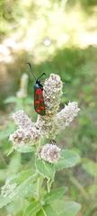 Zygaena filipendulae