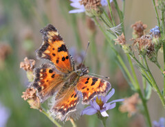 Polygonia faunus