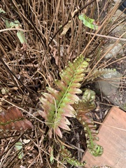 Nephrolepis exaltata