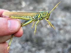 Schistocerca lineata