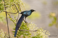 Lamprotornis caudatus