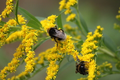 Bombus