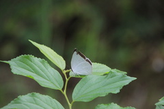 Curetis acuta paracuta