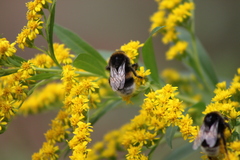 Bombus