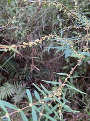 Pimelea axiflora axiflora