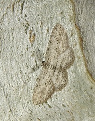 Phelotis cognata