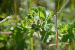 Pelargonium capitatum