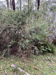Pimelea axiflora axiflora
