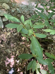 Rhododendron catawbiense