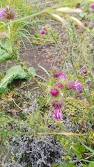 Carduus crispus