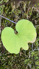 Sanguinaria canadensis