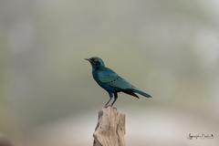 Lamprotornis chalcurus