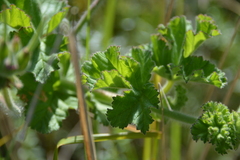Pelargonium capitatum