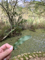 Microgramma squamulosa