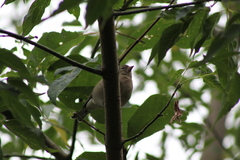 Fringilla coelebs