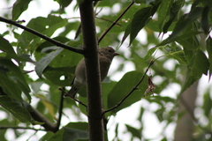 Fringilla coelebs