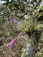 Anoplophytum