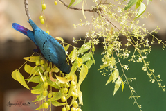 Lamprotornis chalcurus