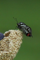 Hestina assimilis assimilis