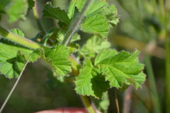 Pelargonium capitatum