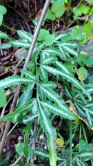 Pteris