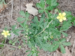 Potentilla argentea