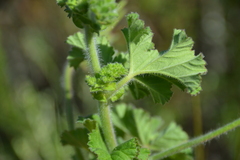 Pelargonium capitatum