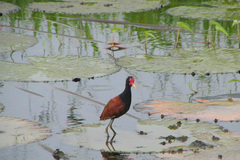 Jacana jacana