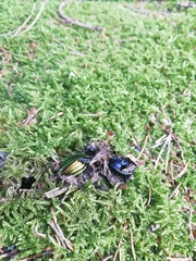Carabus auronitens