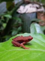Atelopus flavescens