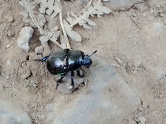 Trypocopris pyrenaeus