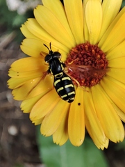 Chrysotoxum