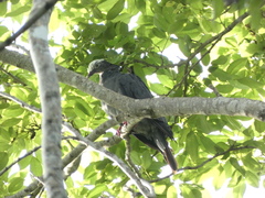 Patagioenas leucocephala