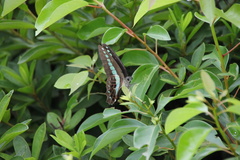 Graphium sarpedon nipponum