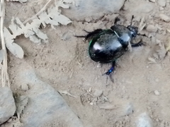 Trypocopris pyrenaeus