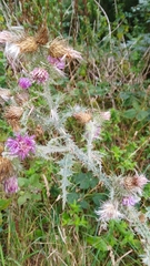 Carduus crispus