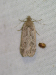 Anacampsis