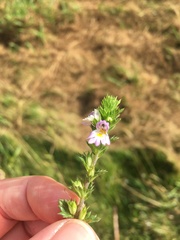 Euphrasia