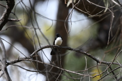 Rhipidura leucophrys
