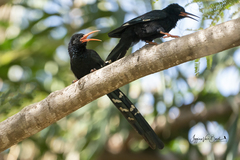 Phoeniculus purpureus