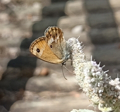 Coenonympha dorus
