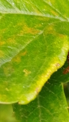 Phyllocoptes goniothorax