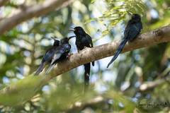 Phoeniculus purpureus