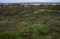 Spyridium globulosum