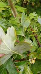 Phyllocoptes goniothorax