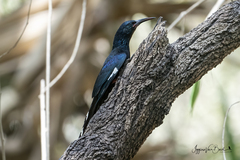 Phoeniculus purpureus